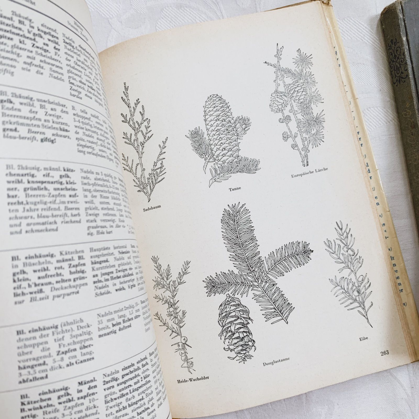 1957年 -豊富な図版が美しいビンテージ植物図鑑-ドイツ/ビンテージ