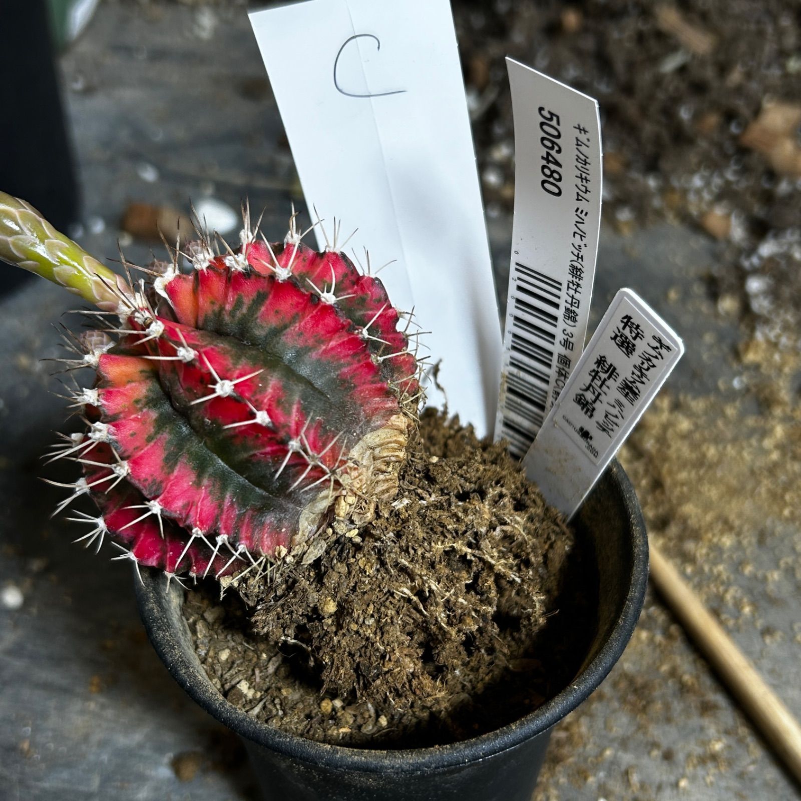 サボテン ギムノカリキウム・ミハノビッチ錦 緋牡丹錦 斑入り サボテン
