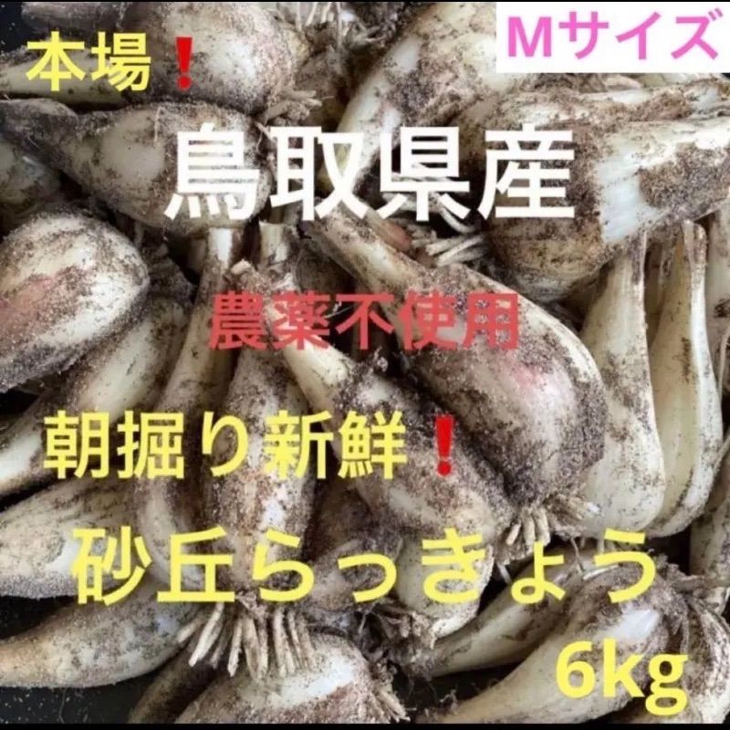 初物❗️鳥取県産 砂丘らっきょう らっきょう〘 7日午前中着〙 初物】鳥取県産 砂丘らっきょう 6kg 農薬不使用 - メルカリ