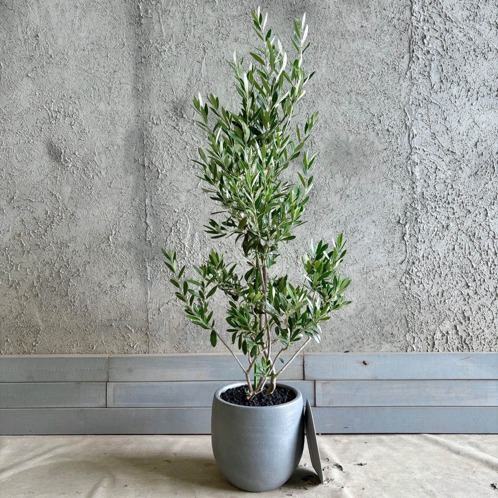 美形　オリーブの木　シプレッシーノ　9号　テラコッタ鉢植え　グレイッシュ　受け皿付き 10,952円