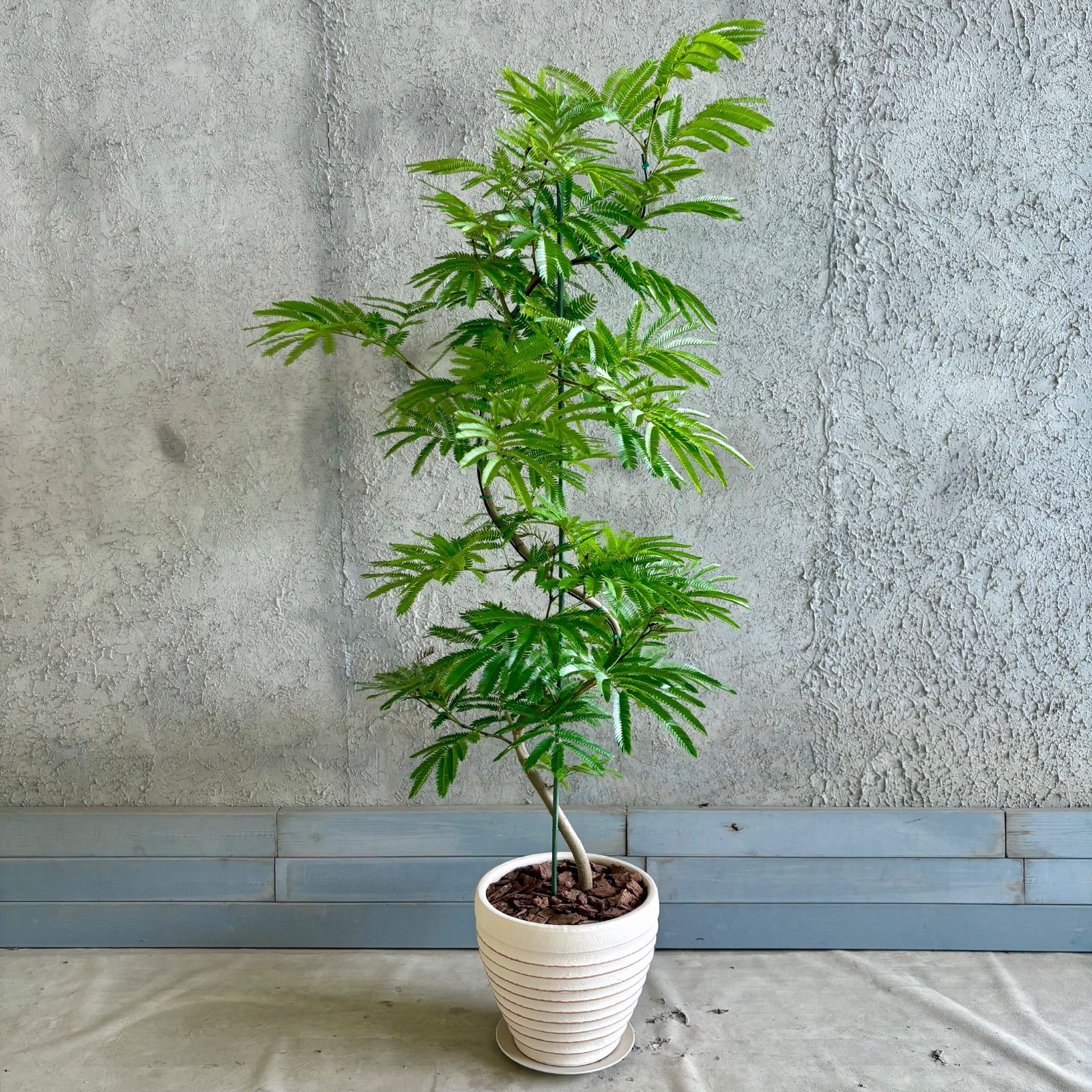 美形　大型　エバーフレッシュ　S字仕立て　10号　陶器鉢植え込み発送 大型 美形 曲がり仕立て エバーフレッシュ 10号 テラコッタ鉢植え