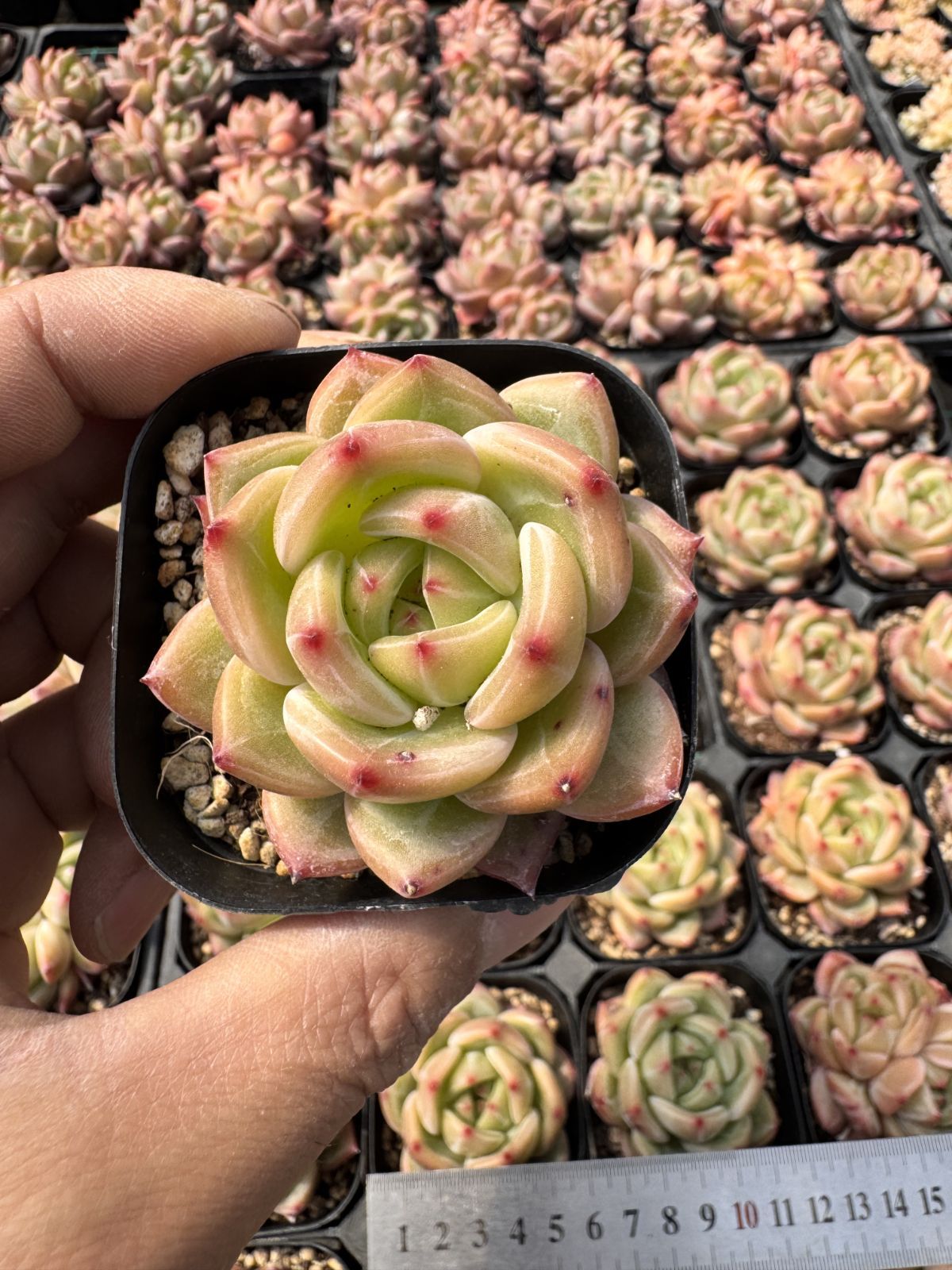 多肉植物　Z6043　シャーロット　24株　抜き苗　エケベリア　セダム　アエオニウム　韓国苗　寄せ植え　詰め合わせ