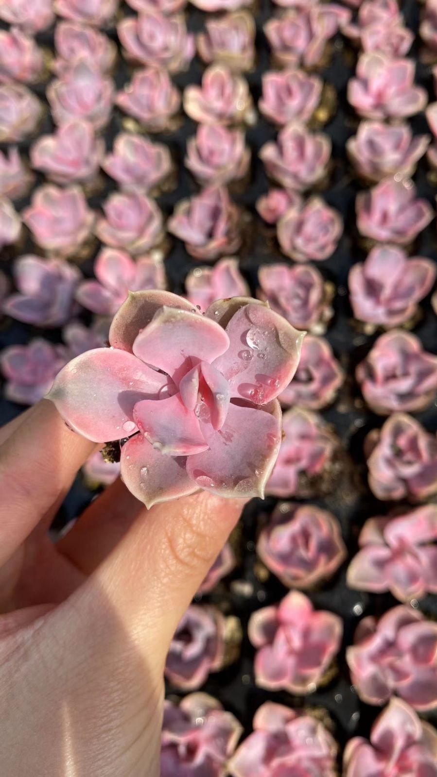 セール中　レインボー　105苗セット　土・根付き　美苗　エケベリア　多肉植物　佐川発送　X756