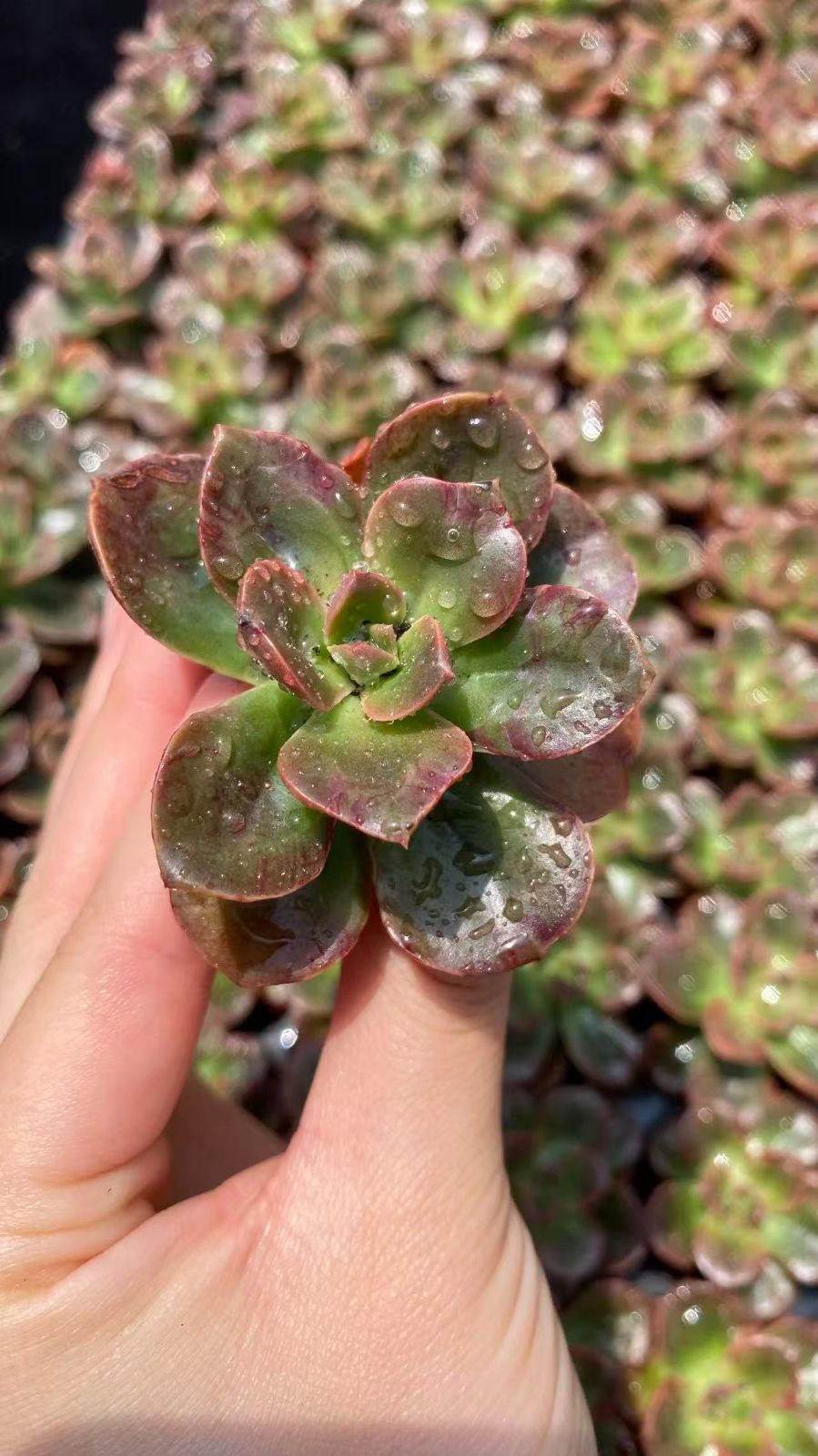 新入荷 チョコレート 鮮やかな105苗セット 土と根付き 多肉植物