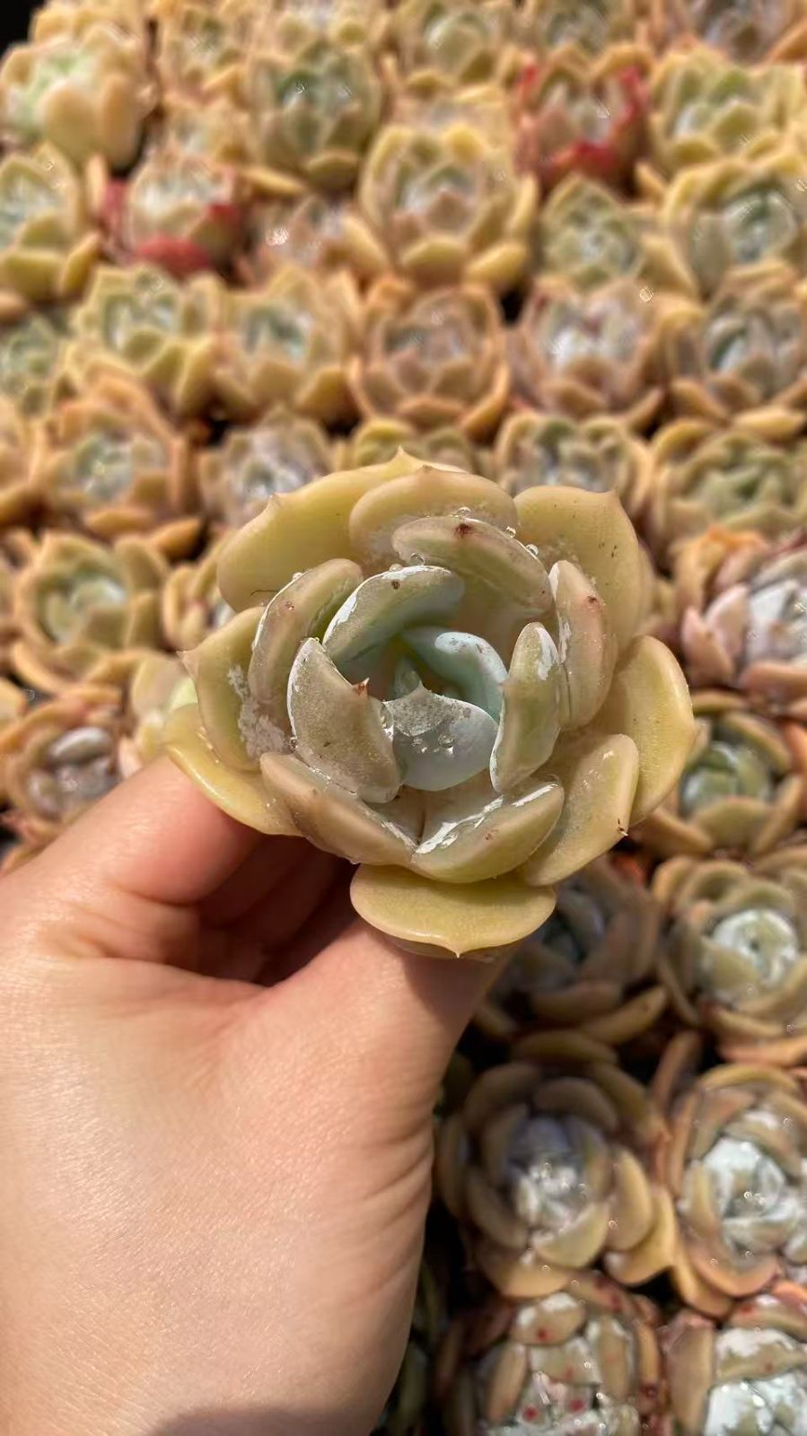 新入荷 ハンバーガー 鮮やかな105苗セット 土と根付き 多肉植物