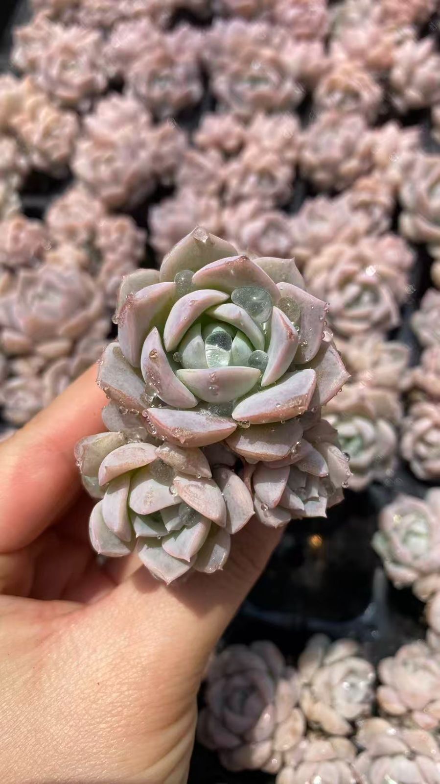 新入荷 エンチョングン 鮮やかな72苗セット 土と根付き 多肉植物