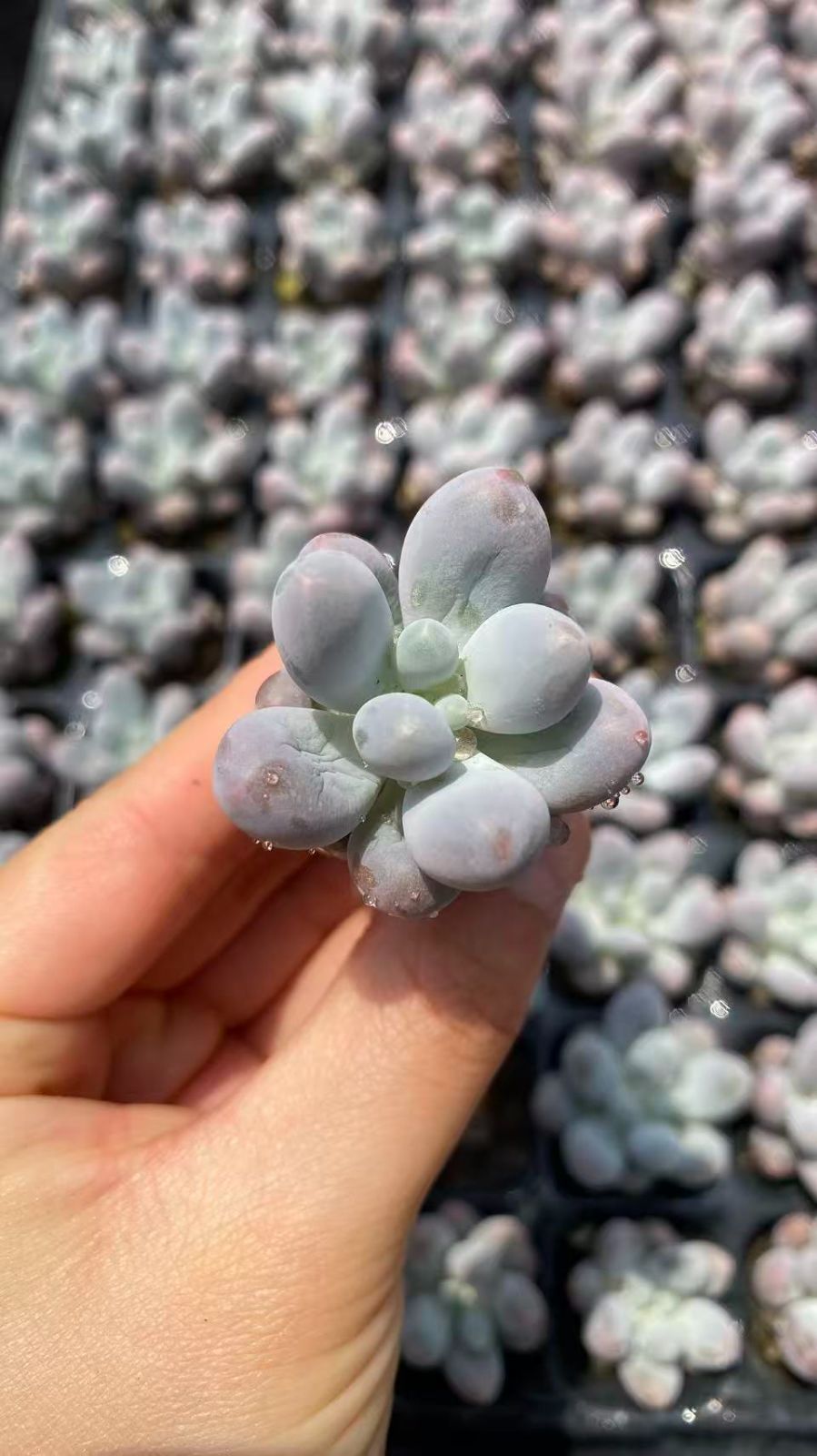 新入荷　チーズ　鮮やかな128苗セット　土と根付き　多肉植物　エケベリア　セダム　韓国苗　詰め合わせ　寄せ植え　J0315