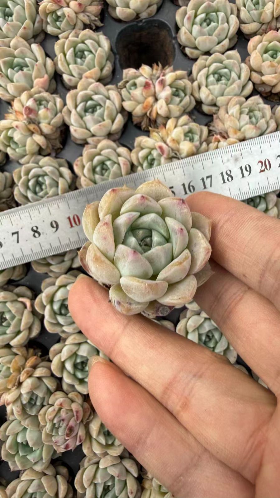 新入荷 メイボウ 鮮やかな105苗セット 土と根付き 多肉植物 エケベリア