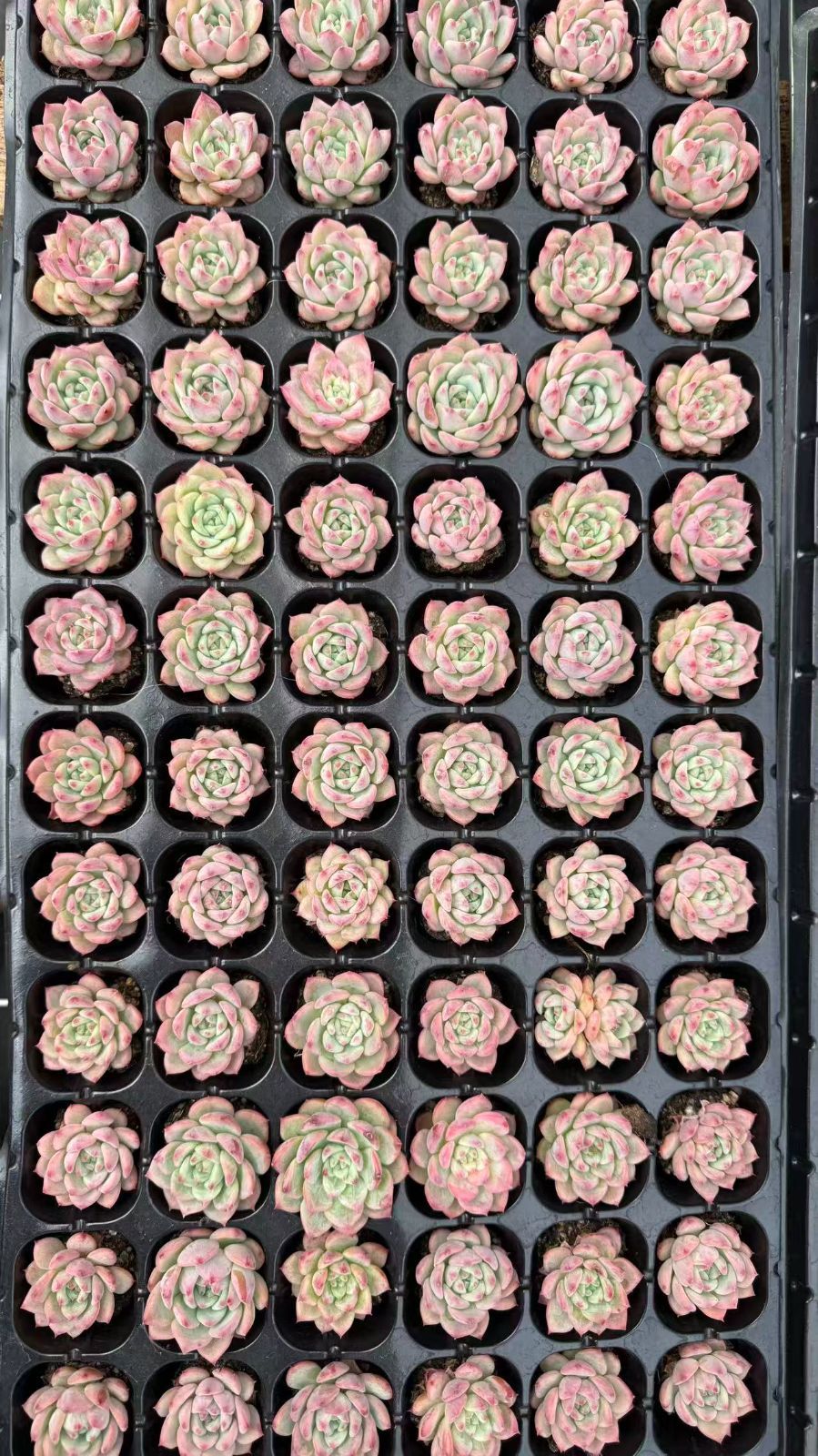 新入荷 エーケーマリア 鮮やかな72苗セット 土と根付き 多肉植物