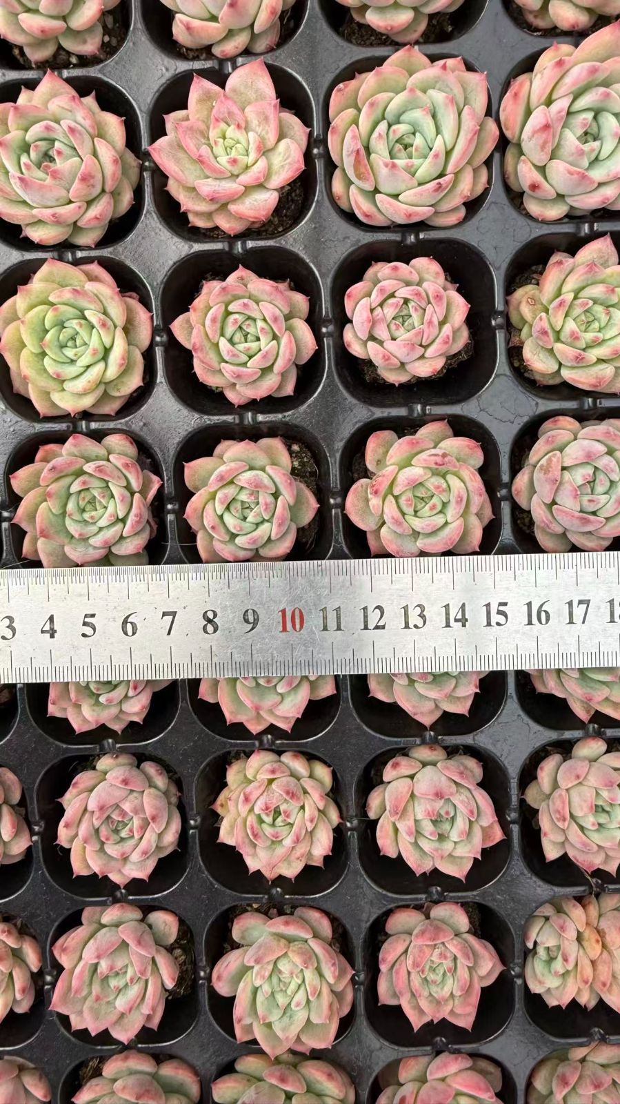 新入荷 エーケーマリア 鮮やかな72苗セット 土と根付き 多肉植物