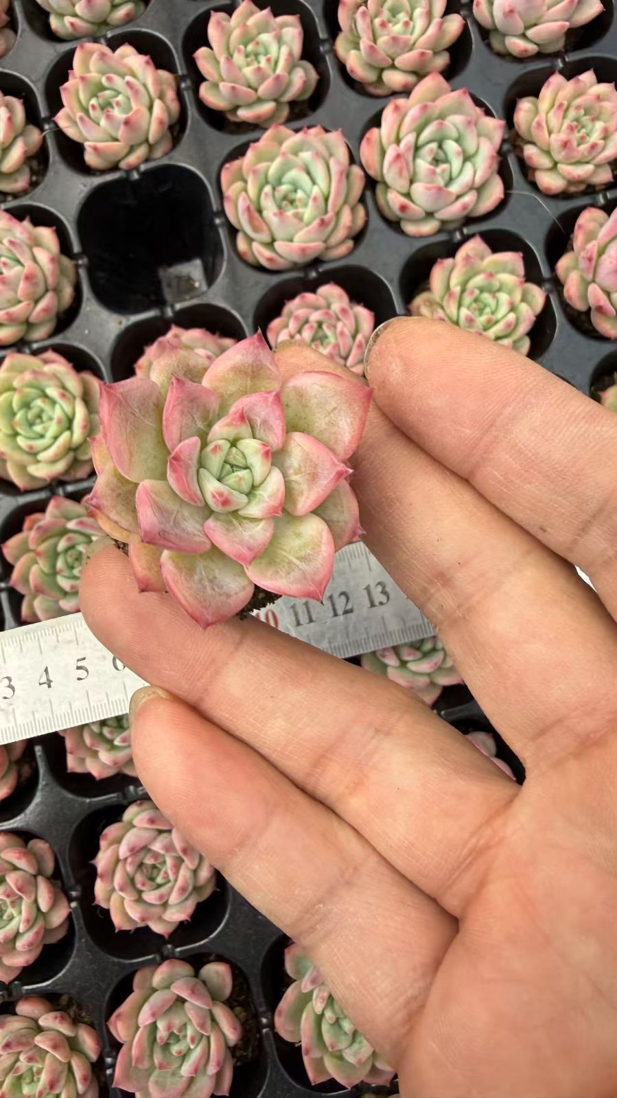 新入荷 エーケーマリア 鮮やかな72苗セット 土と根付き 多肉植物