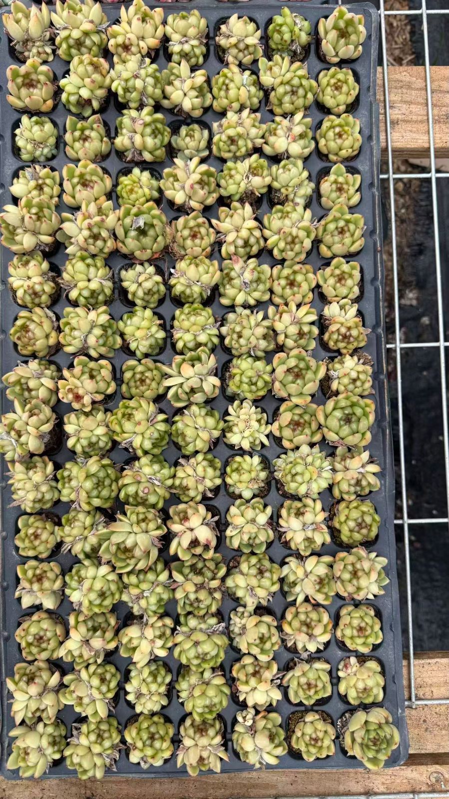 新入荷　リラ　鮮やかな105苗セット　土と根付き　多肉植物　エケベリア　セダム　韓国苗　詰め合わせ　寄せ植え　J0321