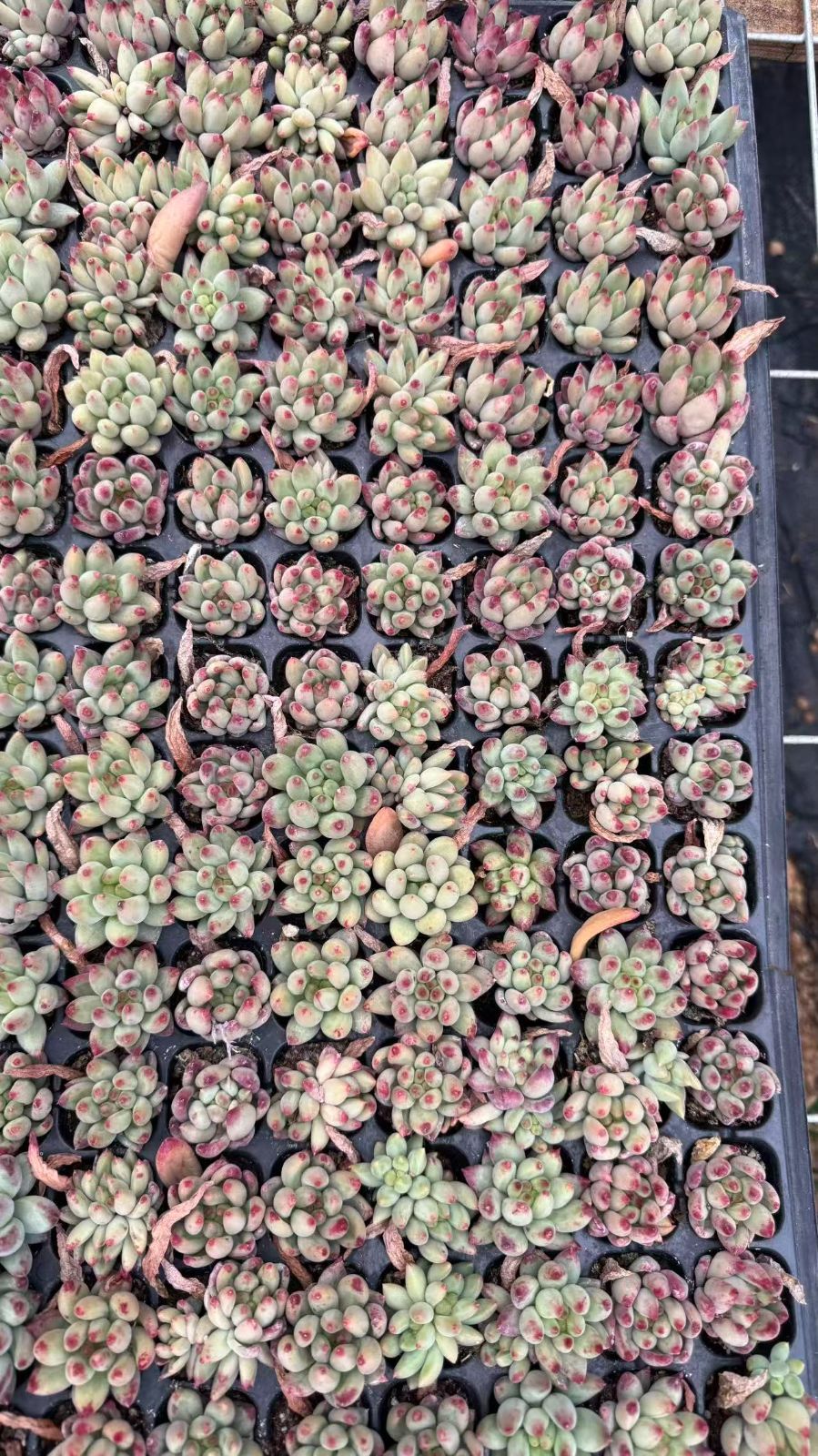新入荷　グビジン　鮮やかな128苗セット　土と根付き　多肉植物　エケベリア　セダム　韓国苗　詰め合わせ　寄せ植え　J0323