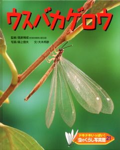 虫のくらし写真館 ドキドキいっぱい！ ２１ /ポプラ社/森上信夫（大型本）