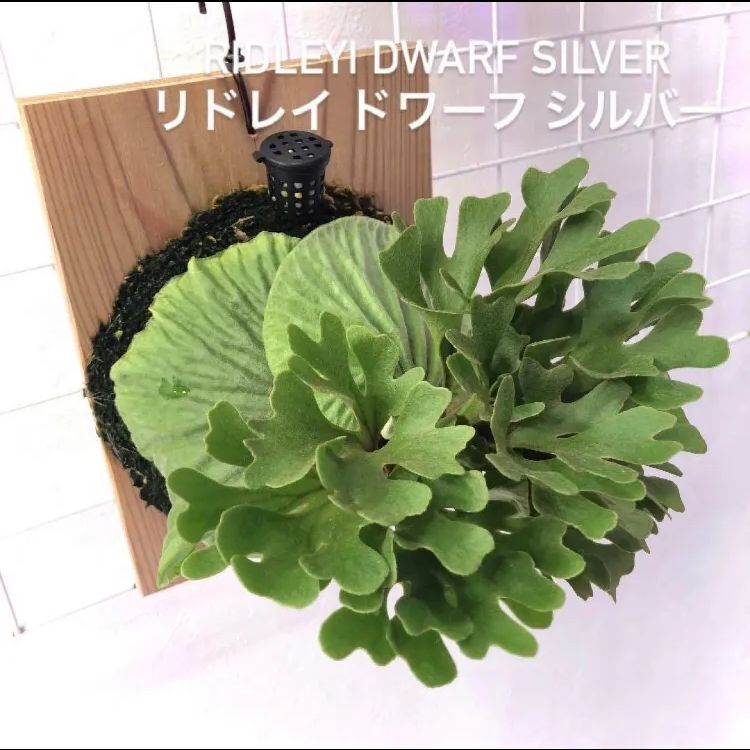 ビカクシダ リドレイ ドワーフ シルバー 板付け シルベリー ドワーフ