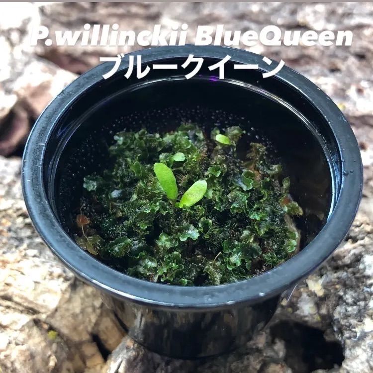 ビカクシダ P.willinckii BlueQueen ブルークイーン 前葉体 胞子体