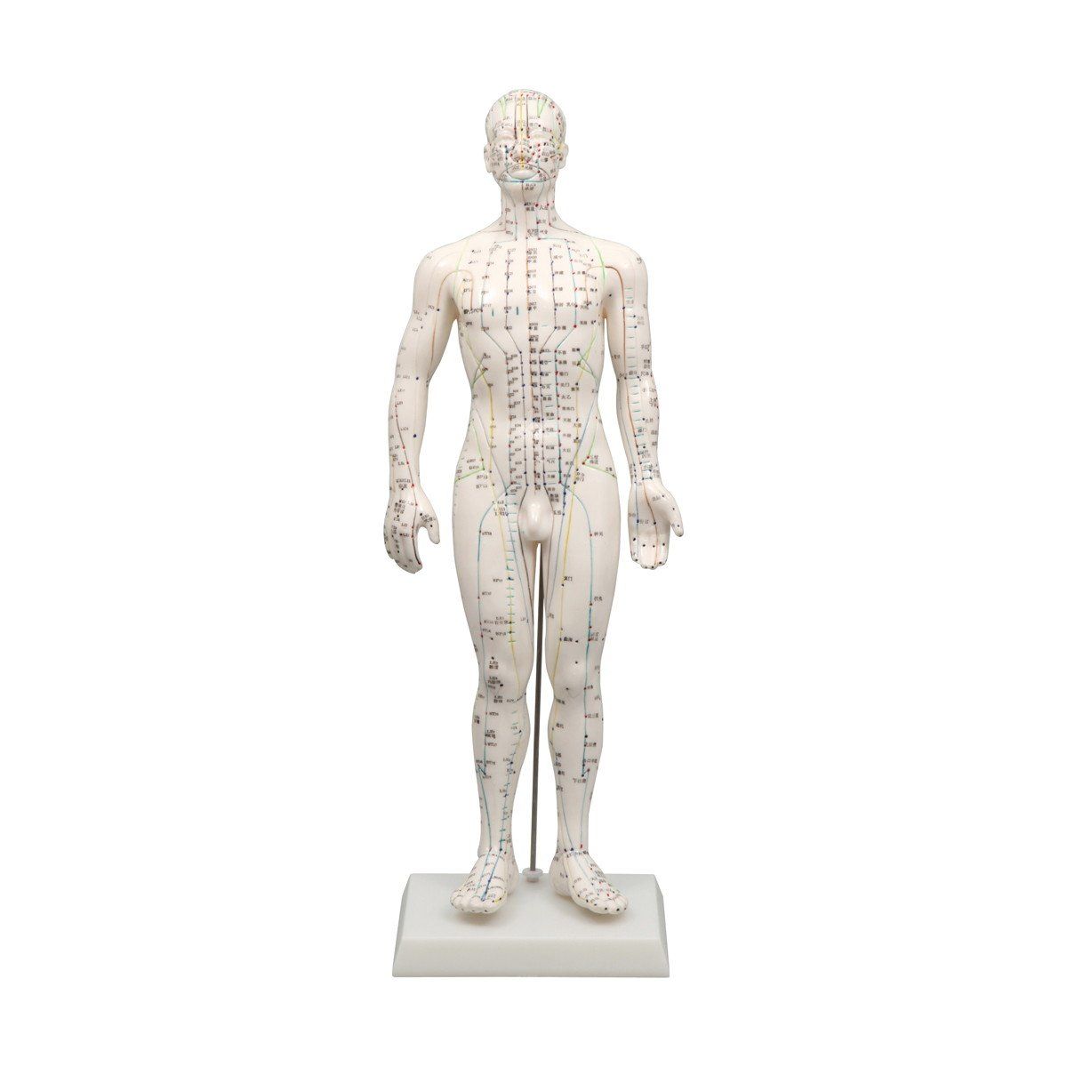 新品 アーテック 経穴模型 男性モデル50cm 9714 1セット
