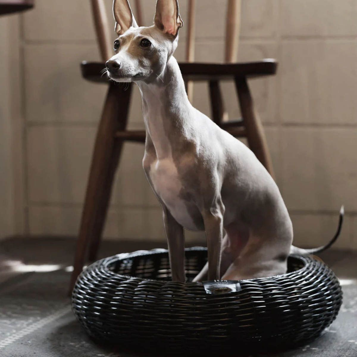 ペット ベッド Cuddly Bed Low 布袋付き ( バスケット かご ペット用ベッド ペット用バスケット 犬用 猫用 ペット用 ペットハウス ハウス カゴ キャットハウス ドッグハウス )