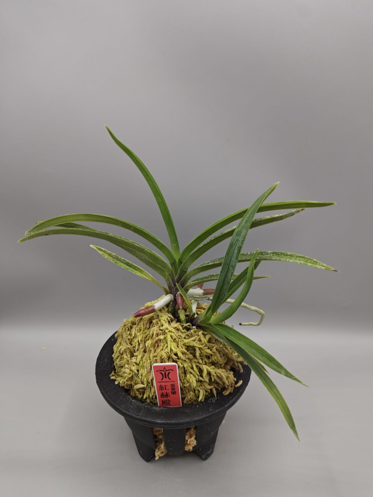【超メルカリ市便乗サービス商品】富貴蘭　花観月+チビ金閣（オマケ） 小川ガーデン]富貴蘭 紅赫殿 赤花 花芽付 風蘭 蘭 香る蘭 - メルカリ