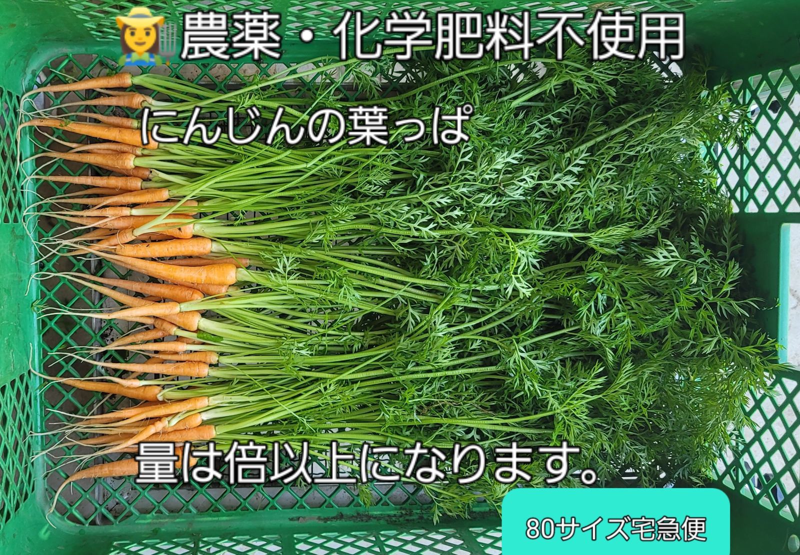 農薬不使用 乾燥人参の葉っぱ 80サイズ 農薬不使用 乾燥人参の葉っぱ