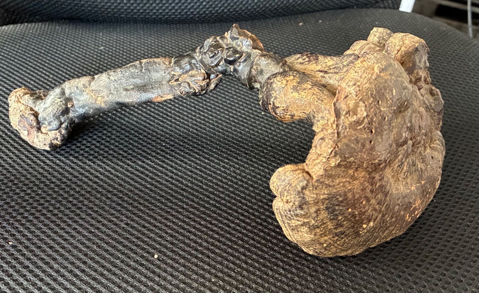 【希少・一点物】天然 霊芝（マンネンタケ）原木 骨董 風水 縁起物 置物 漢方 生薬 薬膳素材