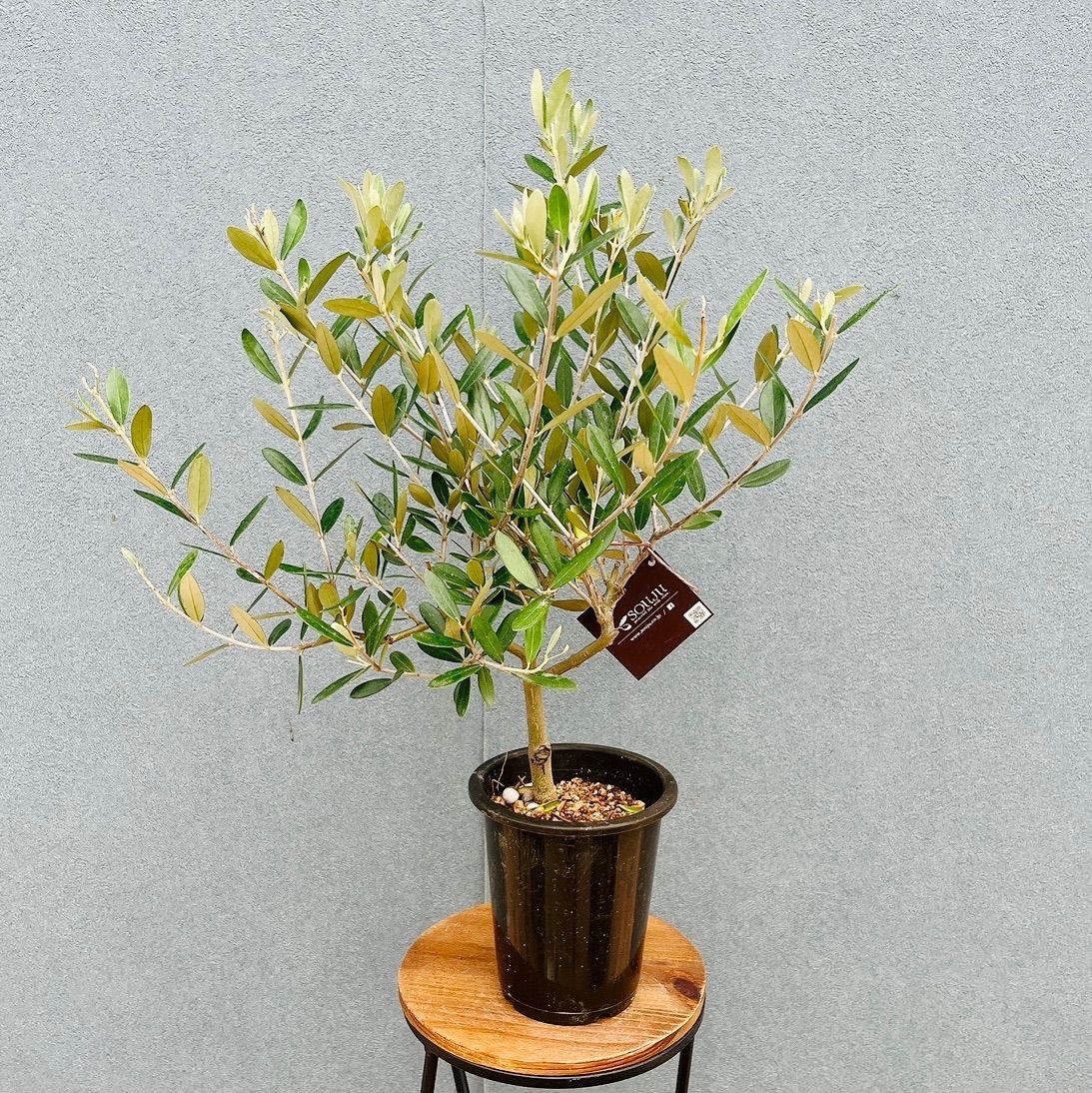 現品］♡かわいい♡ M 創樹 オリーブ ミッション 4号 観葉植物 小型