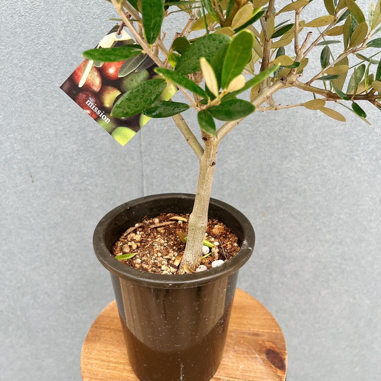 現品］♡かわいい♡ M 創樹 オリーブ ミッション 4号 観葉植物 小型