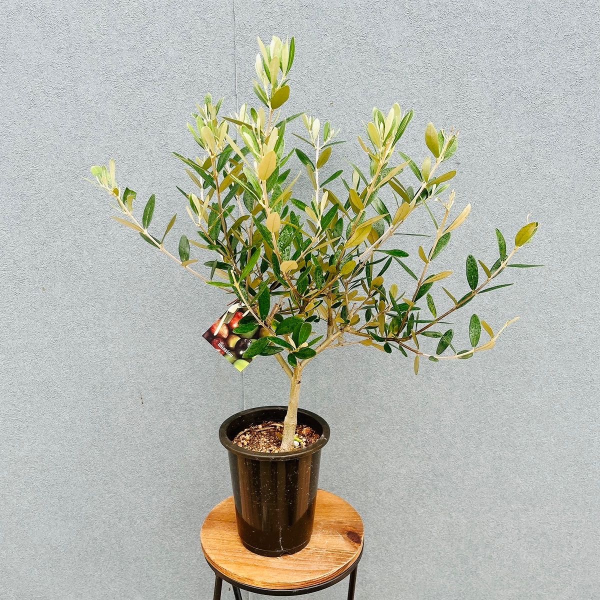 現品］♡かわいい♡ M 創樹 オリーブ ミッション 4号 観葉植物 小型