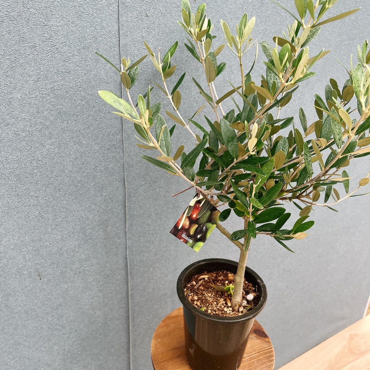 現品］♡かわいい♡ M 創樹 オリーブ ミッション 4号 観葉植物 小型