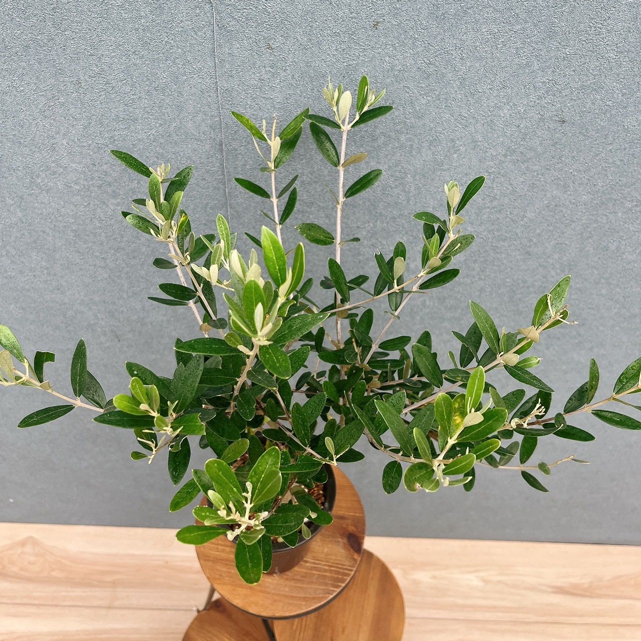 現品］♡かわいい♡ M 創樹 オリーブ ミッション 4号 観葉植物 小型