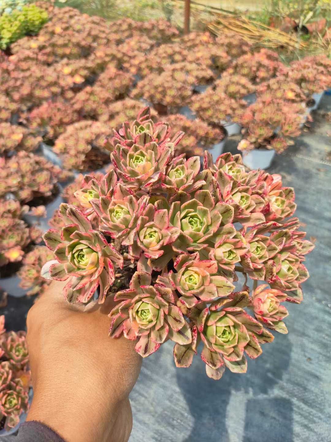新入荷 スウィートティーモンク×12株 Z6543抜き苗 多肉植物 詰め合わせ