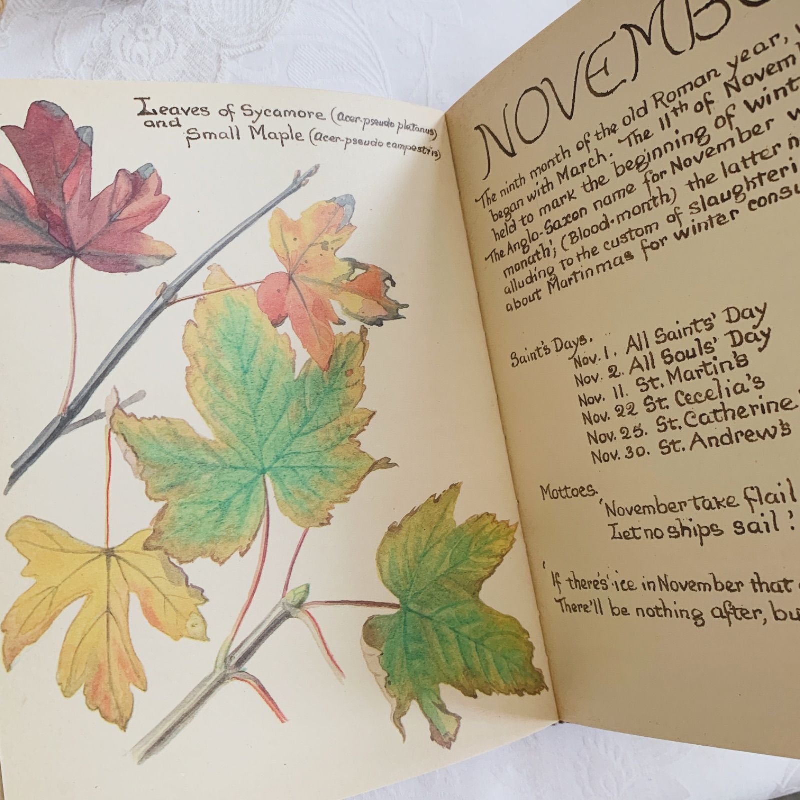 1978年 イギリス洋書 イーディス・ホールデンの美しいカントリー
