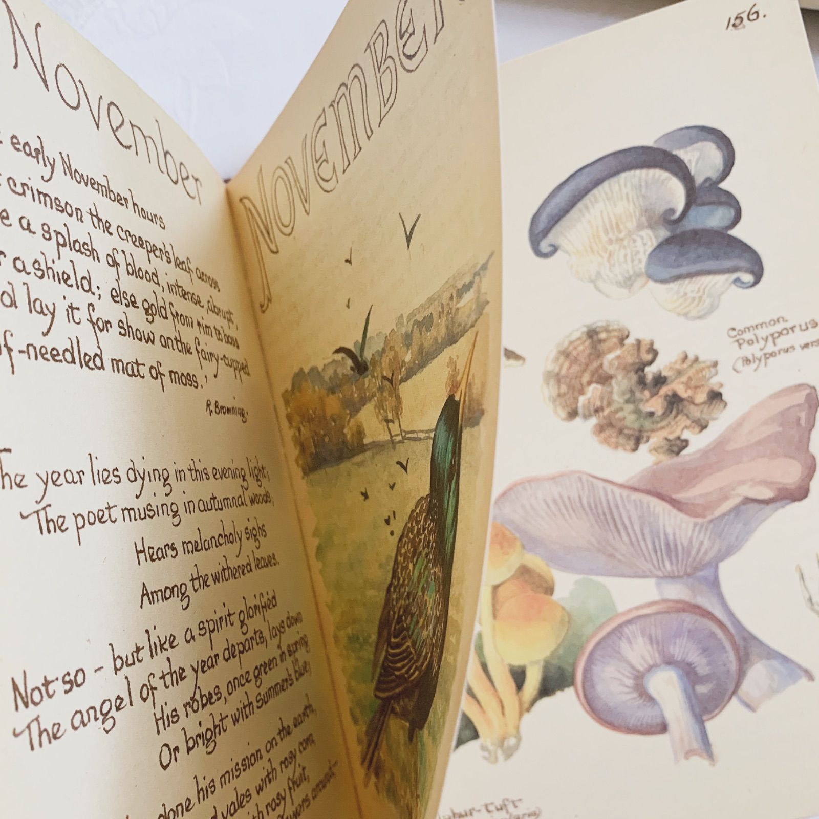 1978年 イギリス洋書 イーディス・ホールデンの美しいカントリー