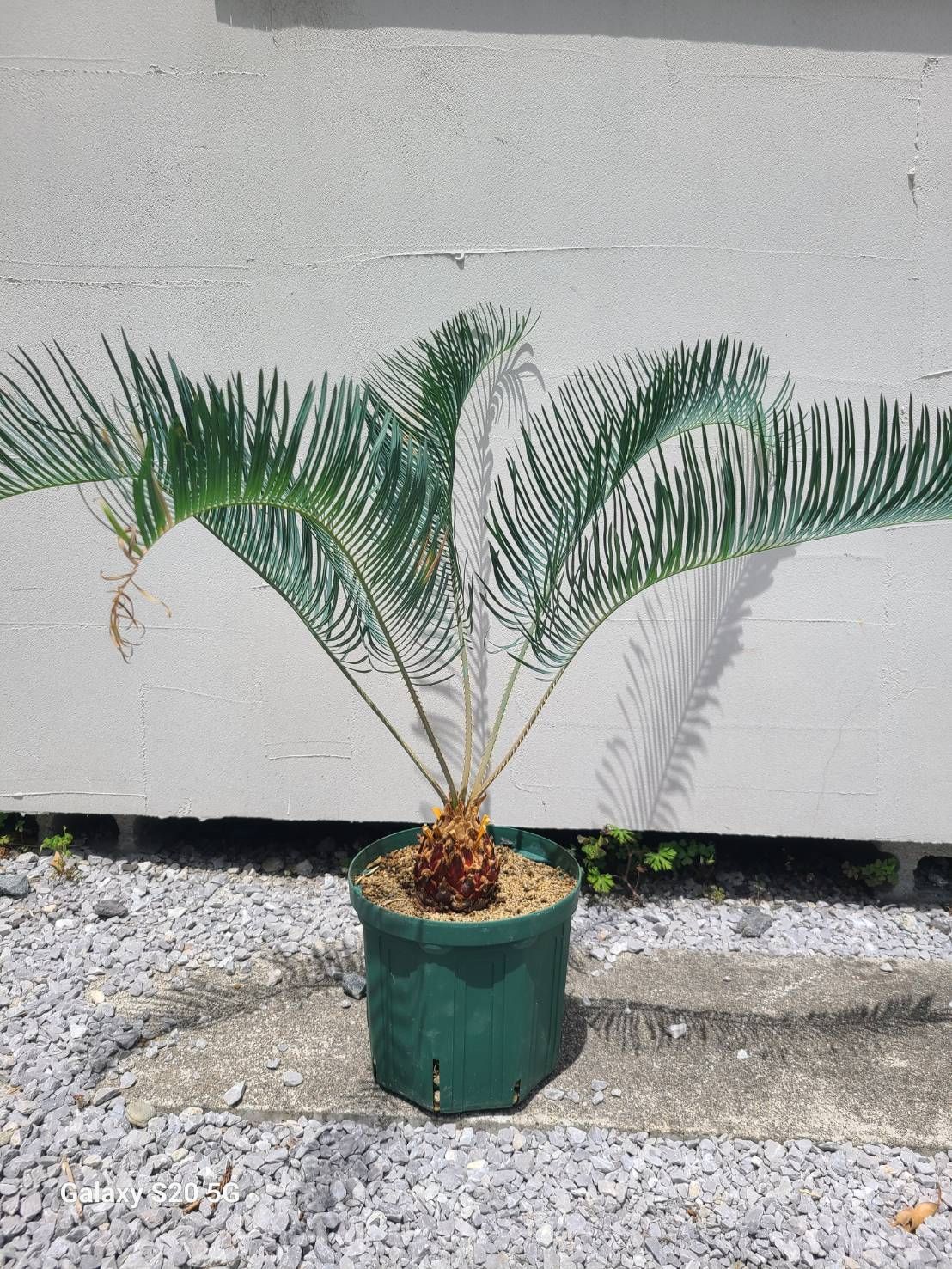 サイカス　カイルンシアナ 発根良好！美苗！幹幅8cm！！cycas cairnsiana　ブルーソテツ