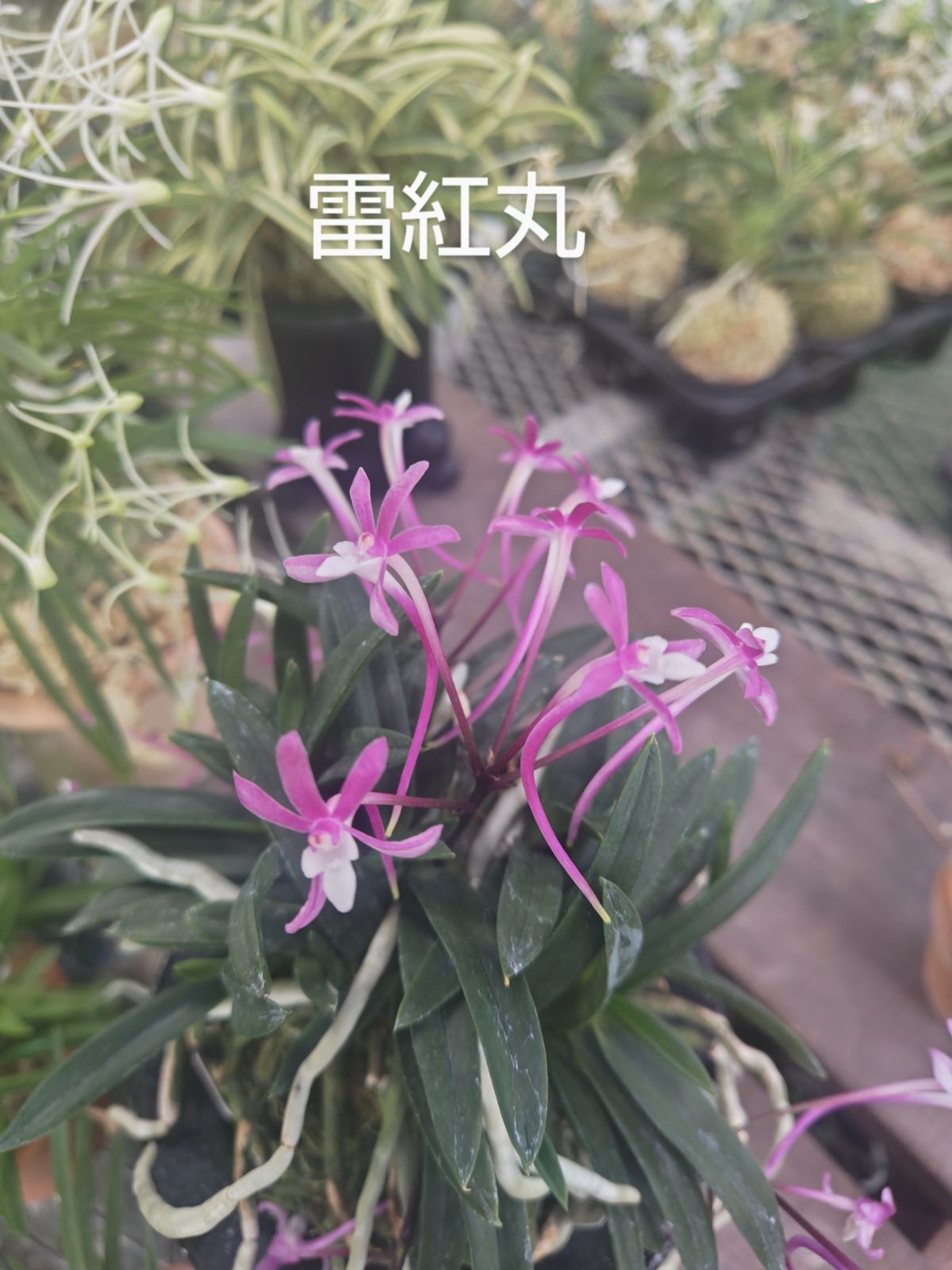 小川ガーデン]富貴蘭 雷紅丸② 赤花 花芽付 風蘭 蘭 香る蘭 - メルカリ