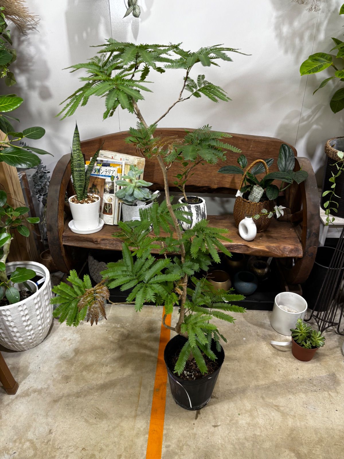 エバーフレッシュ　7号　曲がり　アカサヤネムノキ　観葉植物　清涼感　インテリア　グリーン　インドア　屋内　人気　リビング　オフィス　ショップ　オシャレ