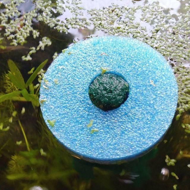 メダカ 産卵床(ミックス) ※研磨剤不使用 - メルカリ