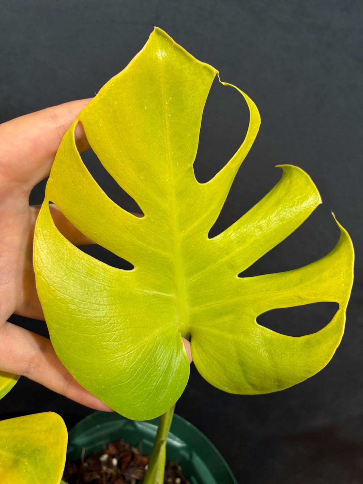 Monstera Deliciosa Super Golden モンステラ デリシオーサ黄金葉 中株