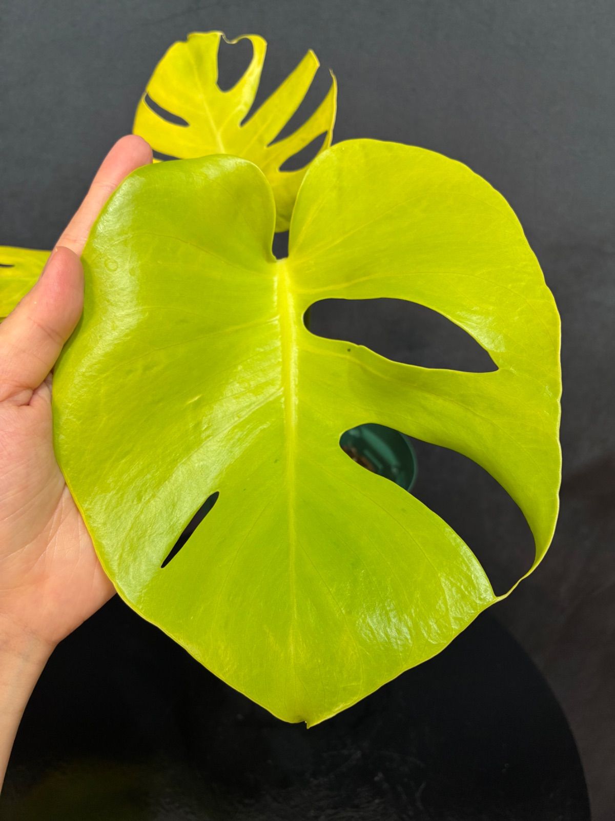 Monstera Deliciosa Super Golden モンステラ デリシオーサ黄金葉 中株