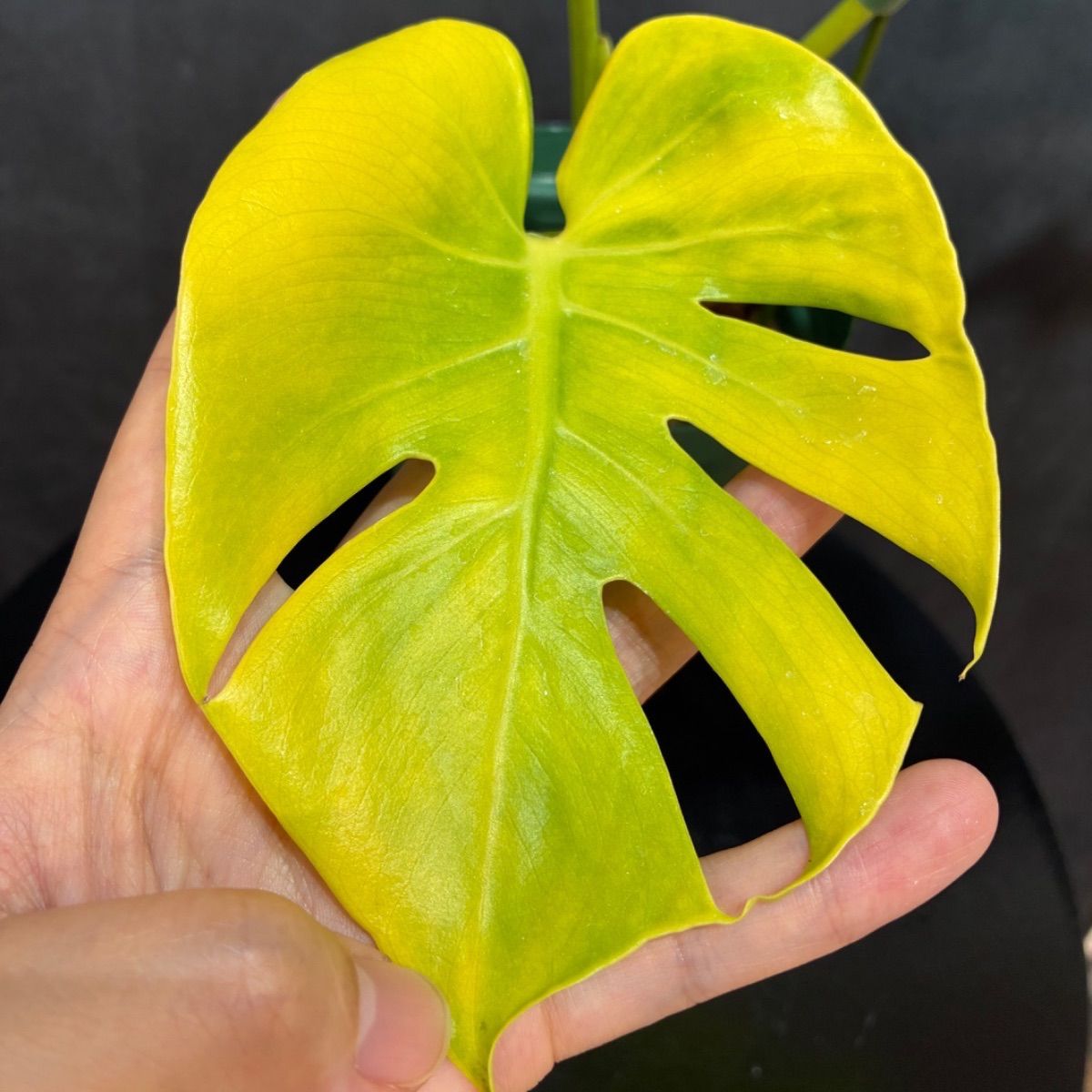 Monstera Deliciosa Super Golden モンステラ デリシオーサ黄金葉 中株