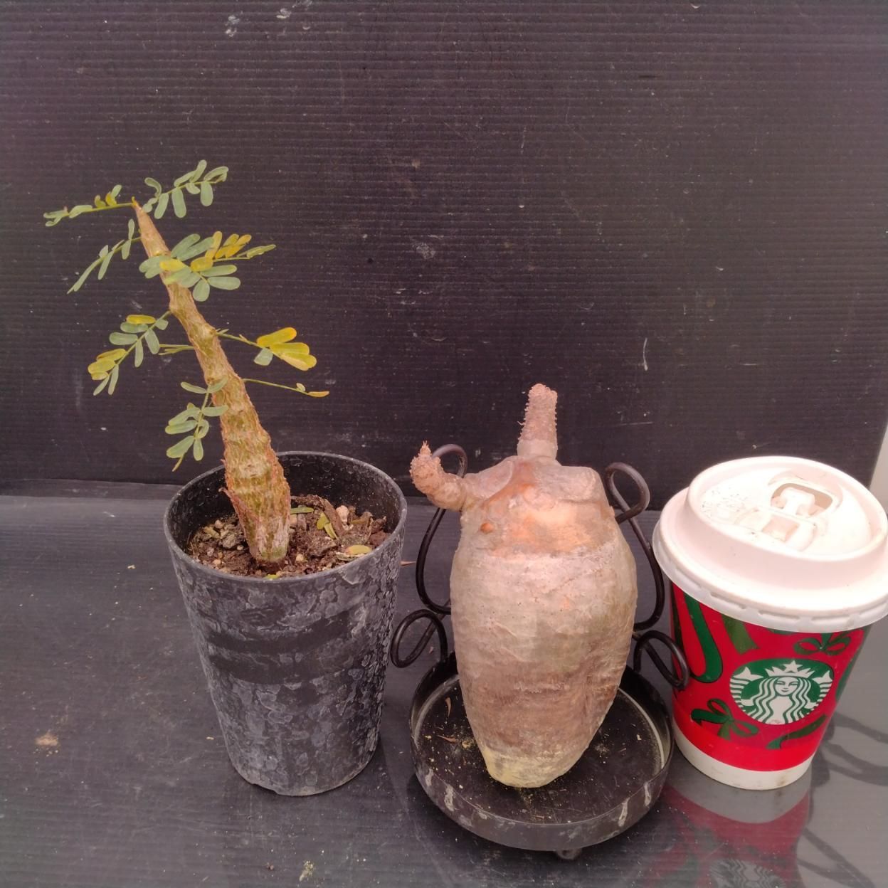 G106 「イベント品」P.グラキリスS・センナ実生 抜き苗+鉢植え2株