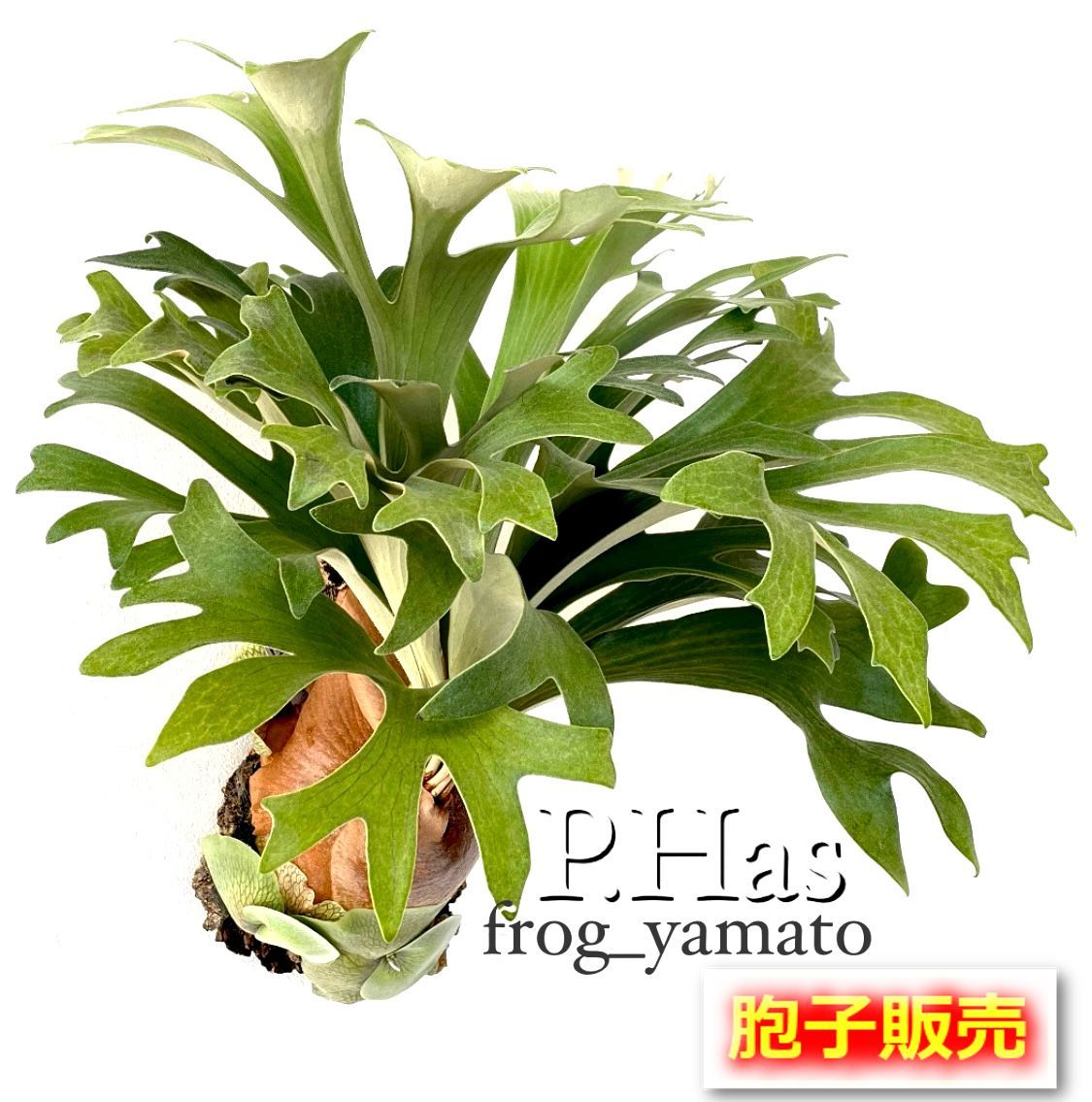 HAS.AR spore ビカクシダ 胞子培養株② 胞子 販売 【Hillii ヒリー Has ハス】 胞子培養 ビカクシダ スポア
