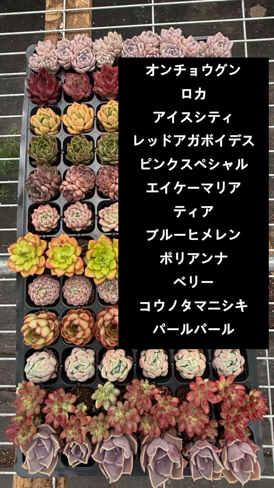 新入荷 12種類の土と根付き72苗セット 多肉植物の大満足パック！ 佐川
