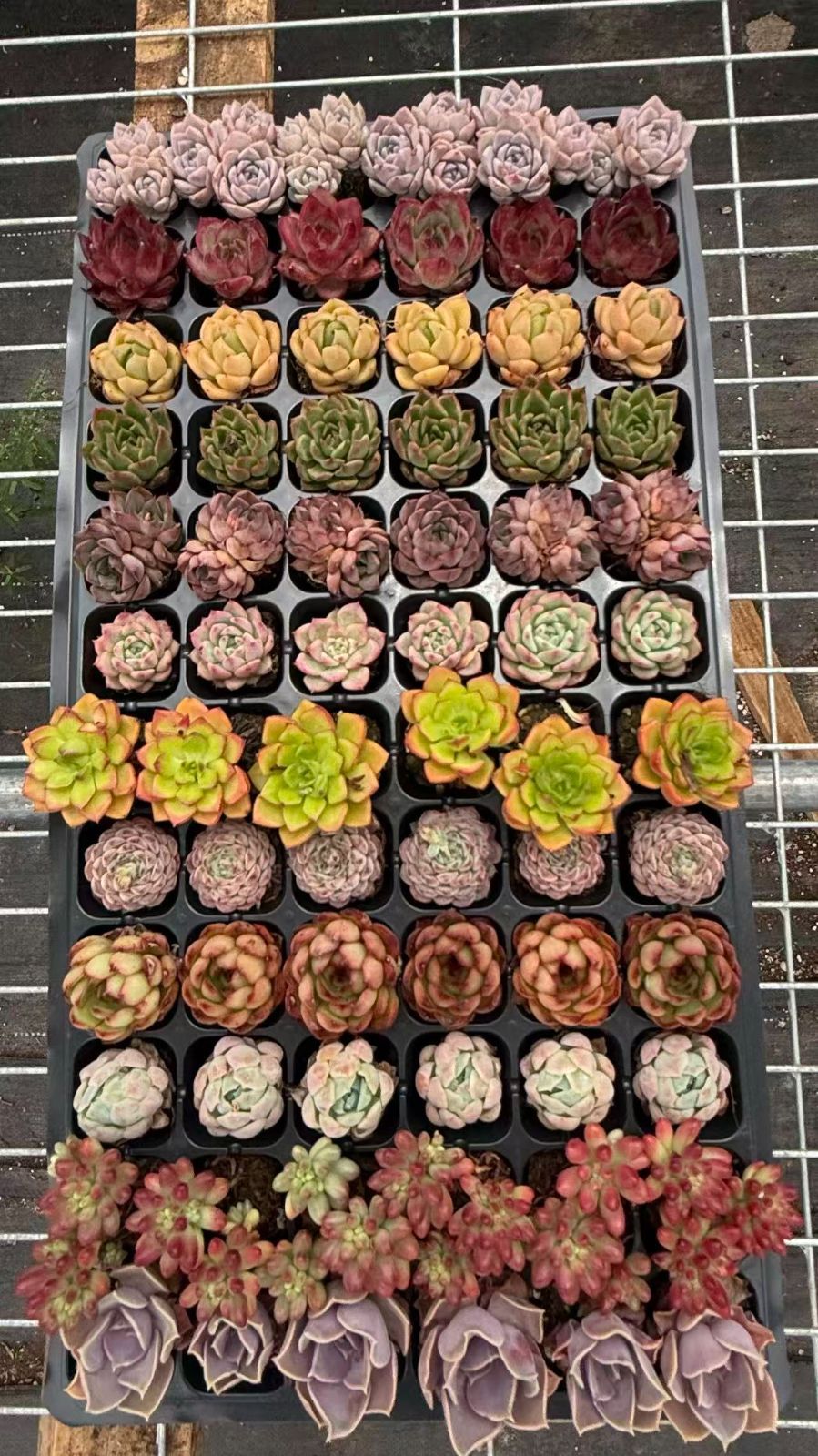 新入荷 12種類の土と根付き72苗セット 多肉植物の大満足パック！ 佐川