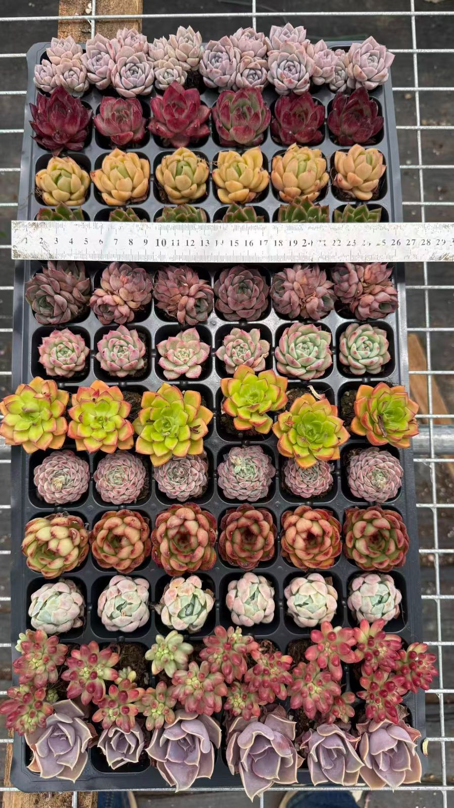 新入荷 12種類の土と根付き72苗セット 多肉植物の大満足パック！ 佐川