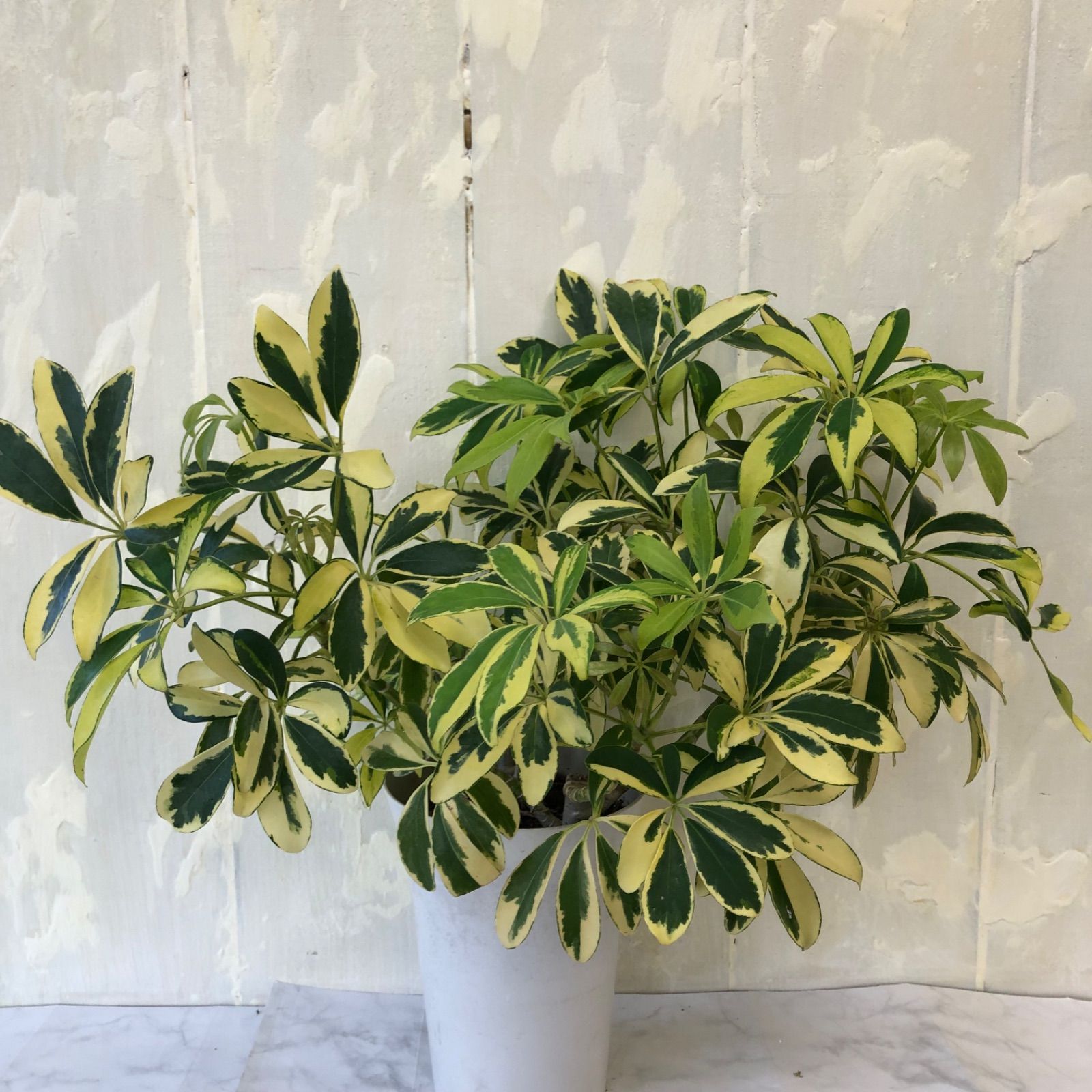 斑入りシェフレラ ホンコン 6号鉢 観葉植物 カポック 斑入り
