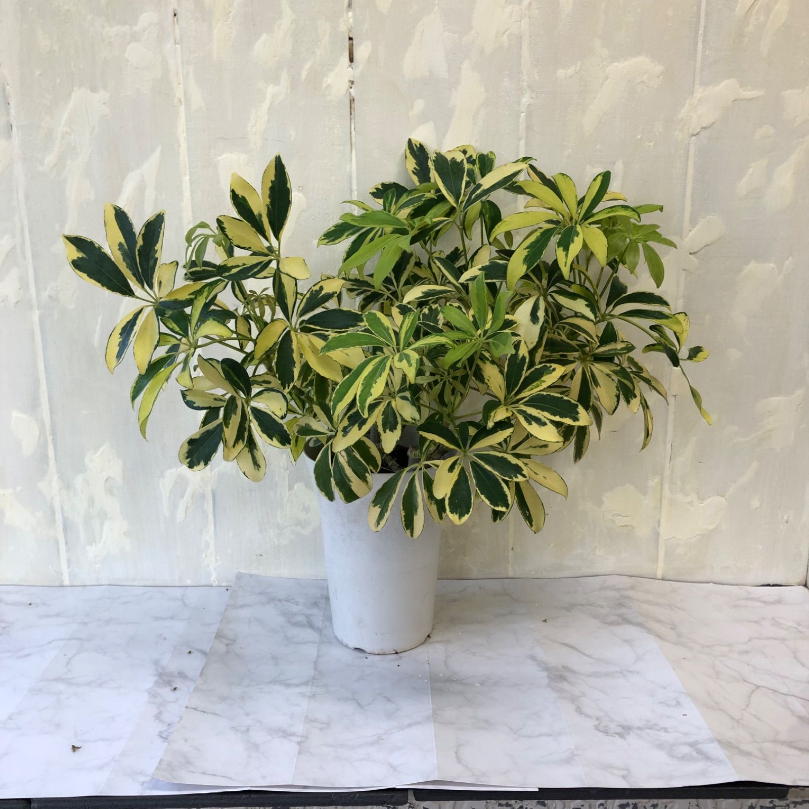 斑入りシェフレラ ホンコン 6号鉢 観葉植物 カポック 斑入り