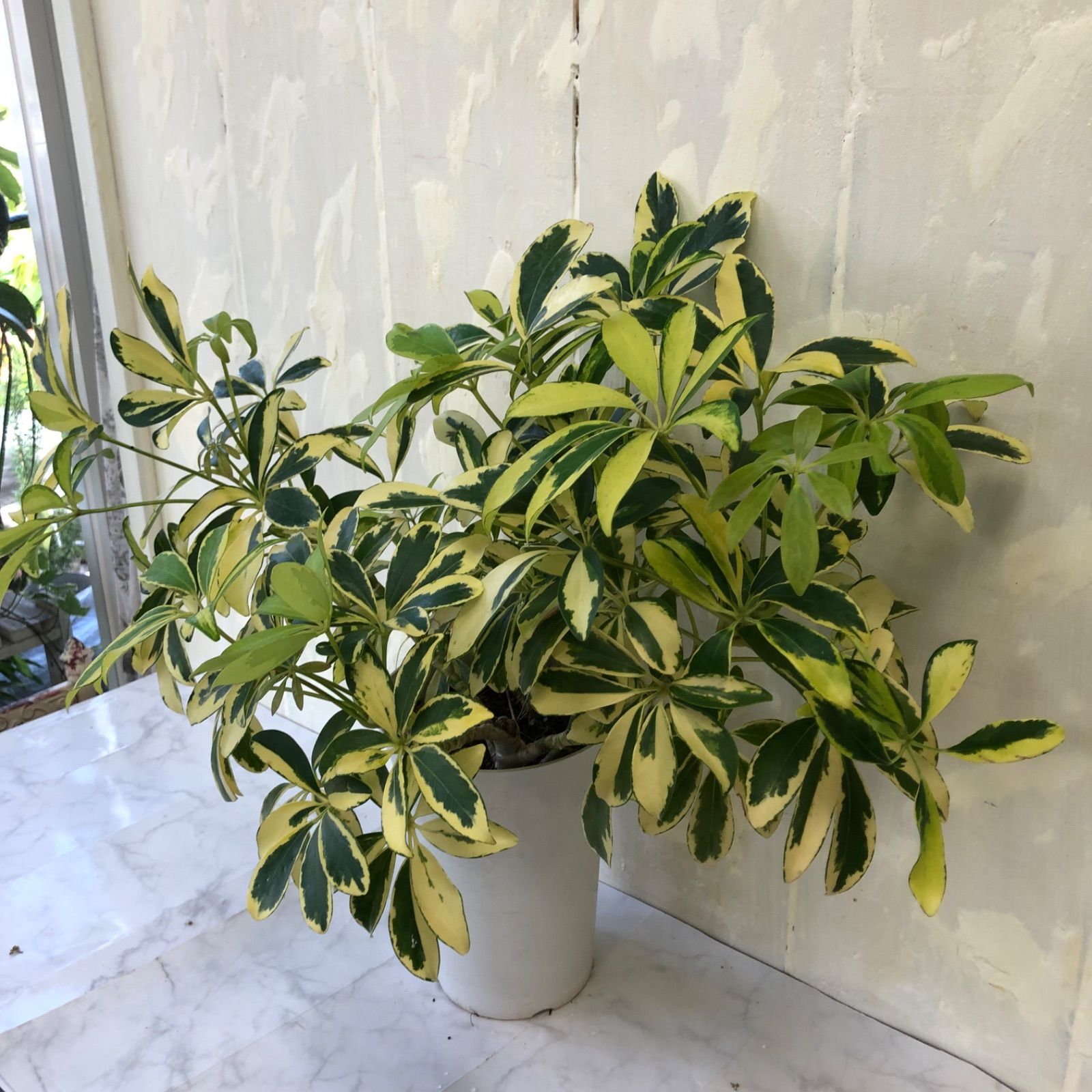 斑入りシェフレラ ホンコン 6号鉢 観葉植物 カポック 斑入り
