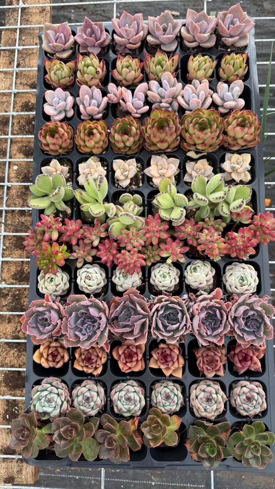 新入荷　12種類の土と根付き72苗セット　多肉植物の大満足パック！　佐川で発送　エケベリア　韓国苗 　NT106
