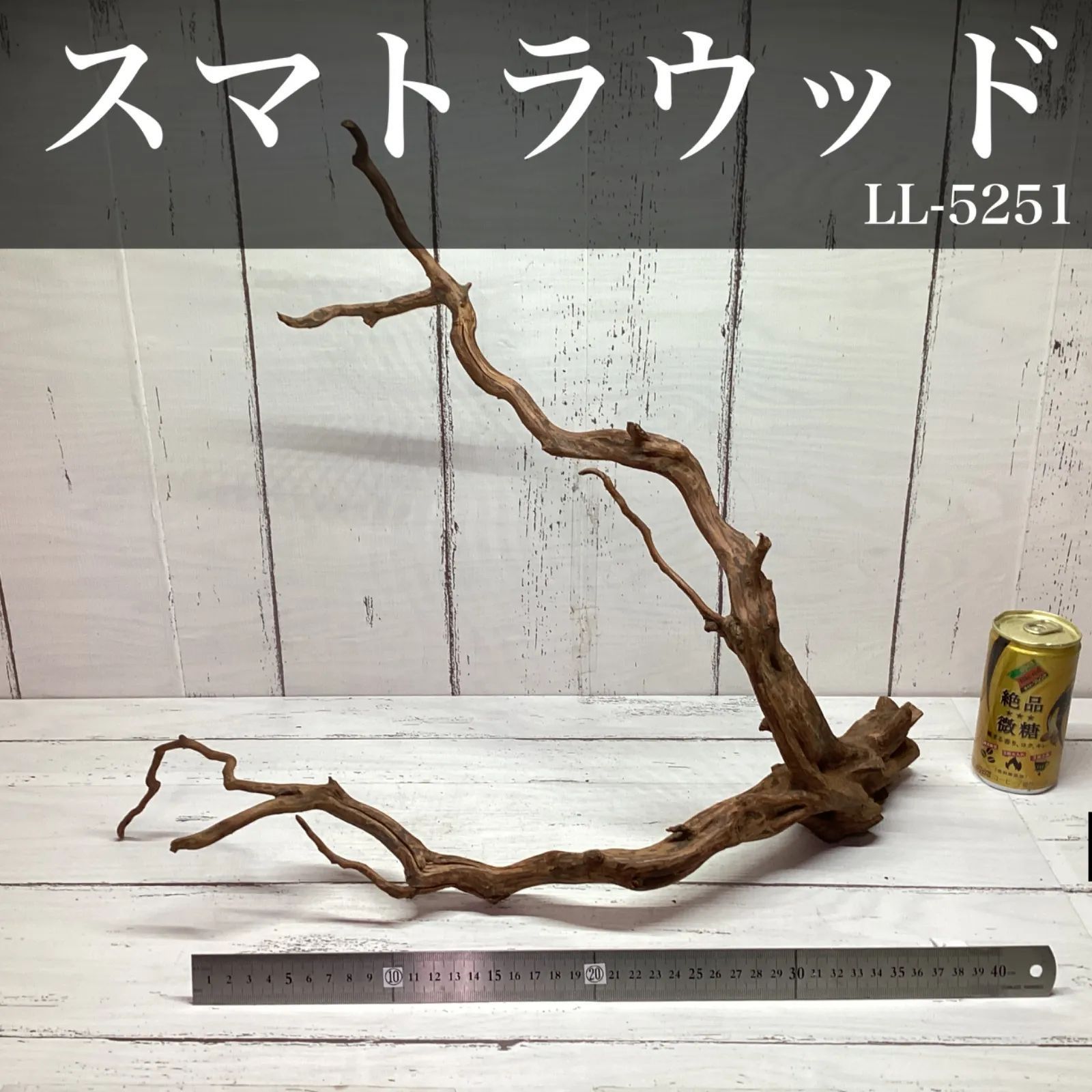 【天然流木】スマトラウッド LL-5251 UWS 特大流木・流木レイアウト・枝流木